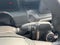 2026 Toyota Tacoma 4WD SR5 Double Cab 5' Bed AT (Natl)